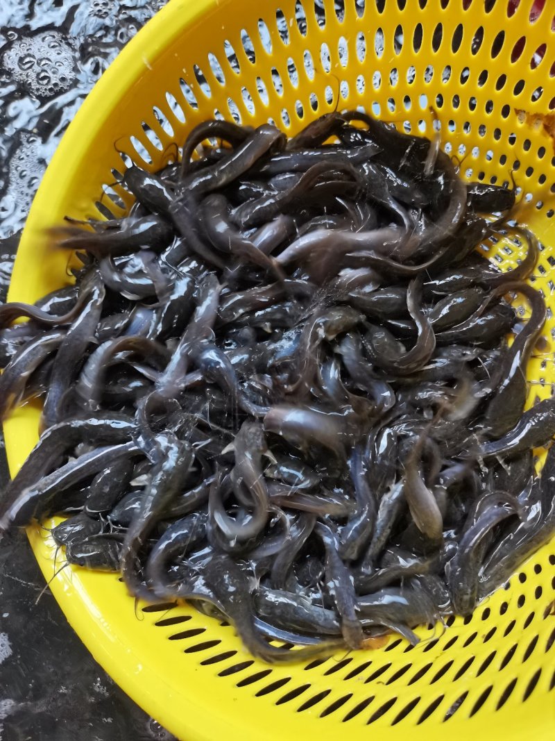 场地直销，长期供应，埃及鱼王，杂交埃及，胡子熊。。