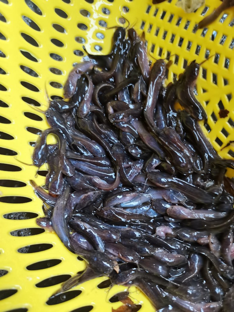 场地直销，长期供应，埃及鱼王，杂交埃及，胡子熊。。
