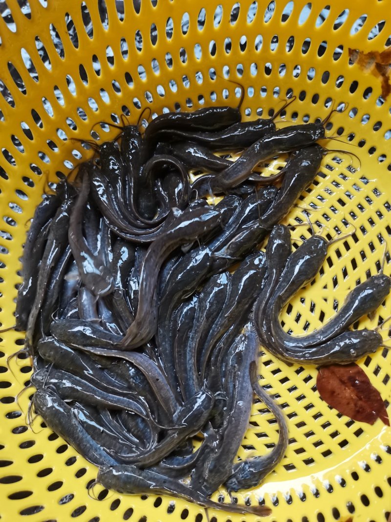 场地直销，长期供应，埃及鱼王，杂交埃及，胡子熊。。