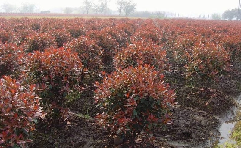 红叶石楠苗大杯小杯都有，基地直销，红叶石楠树苗小苗四季常