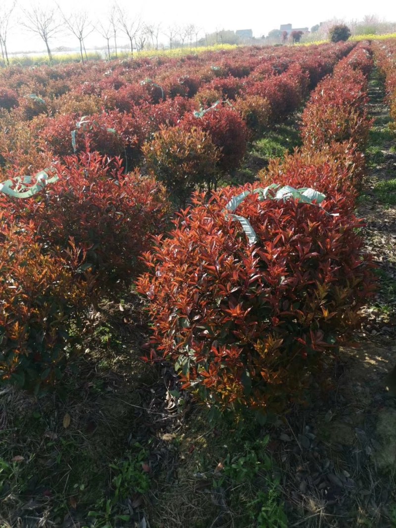 红叶石楠苗大杯小杯都有，基地直销，红叶石楠树苗小苗四季常