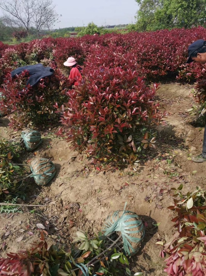 红叶石楠苗大杯小杯都有，基地直销，红叶石楠树苗小苗四季常
