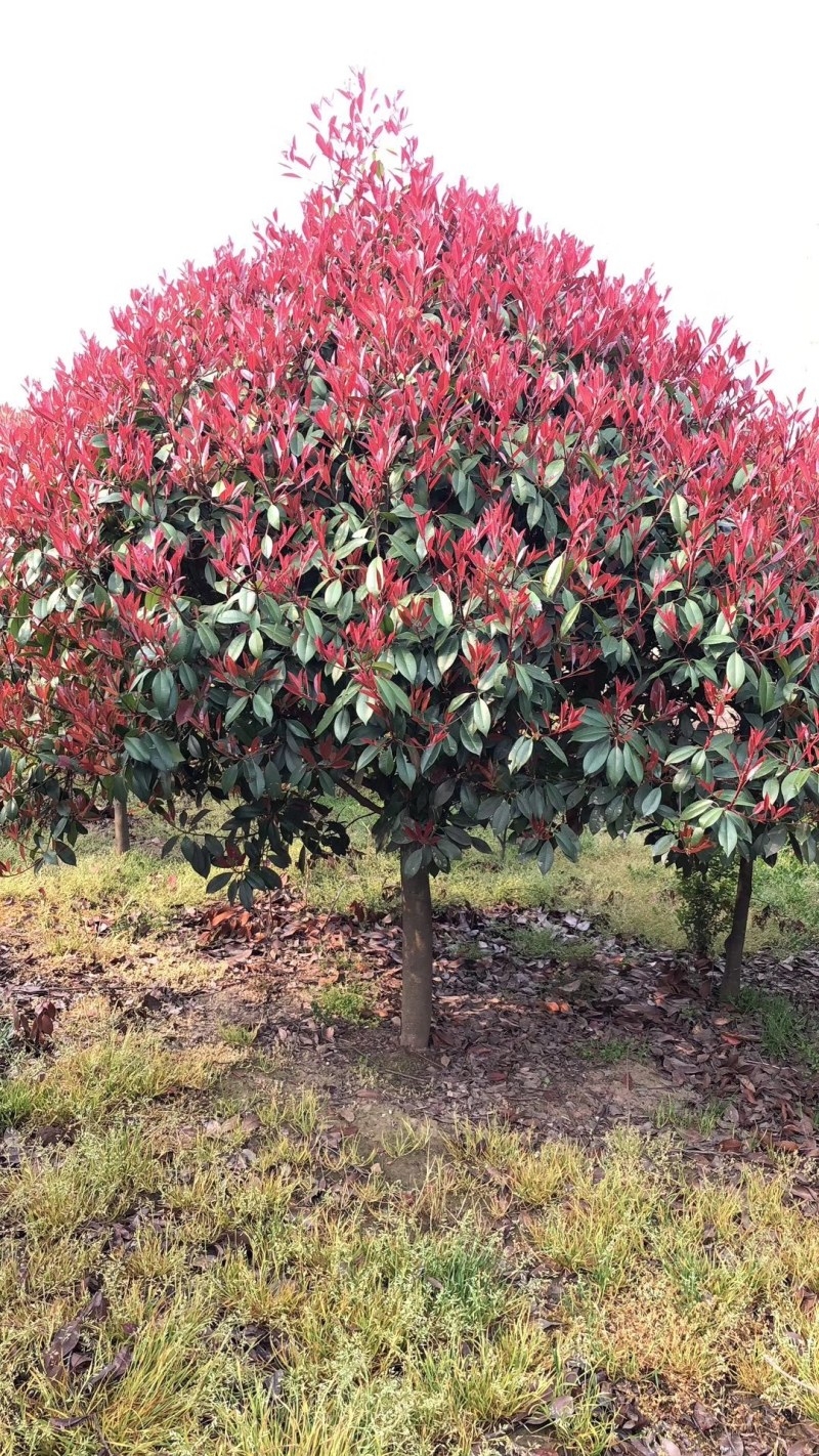 红叶石楠苗大杯小杯都有，基地直销，红叶石楠树苗小苗四季常