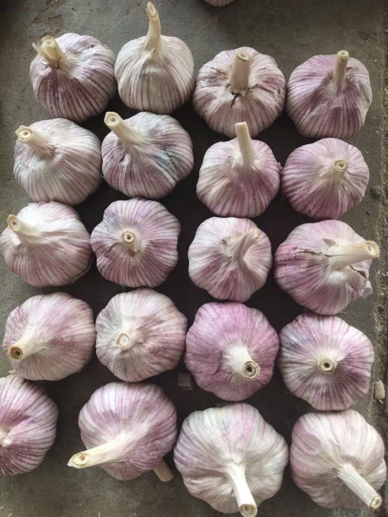 紫红皮大蒜头大蒜把大蒜种农户直接交易无中间差价山东老李！