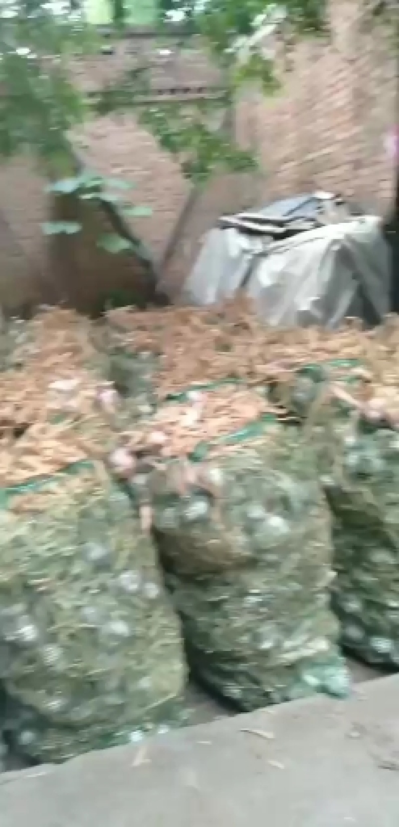 紫红皮大蒜头大蒜把大蒜种农户直接交易无中间差价山东老李！