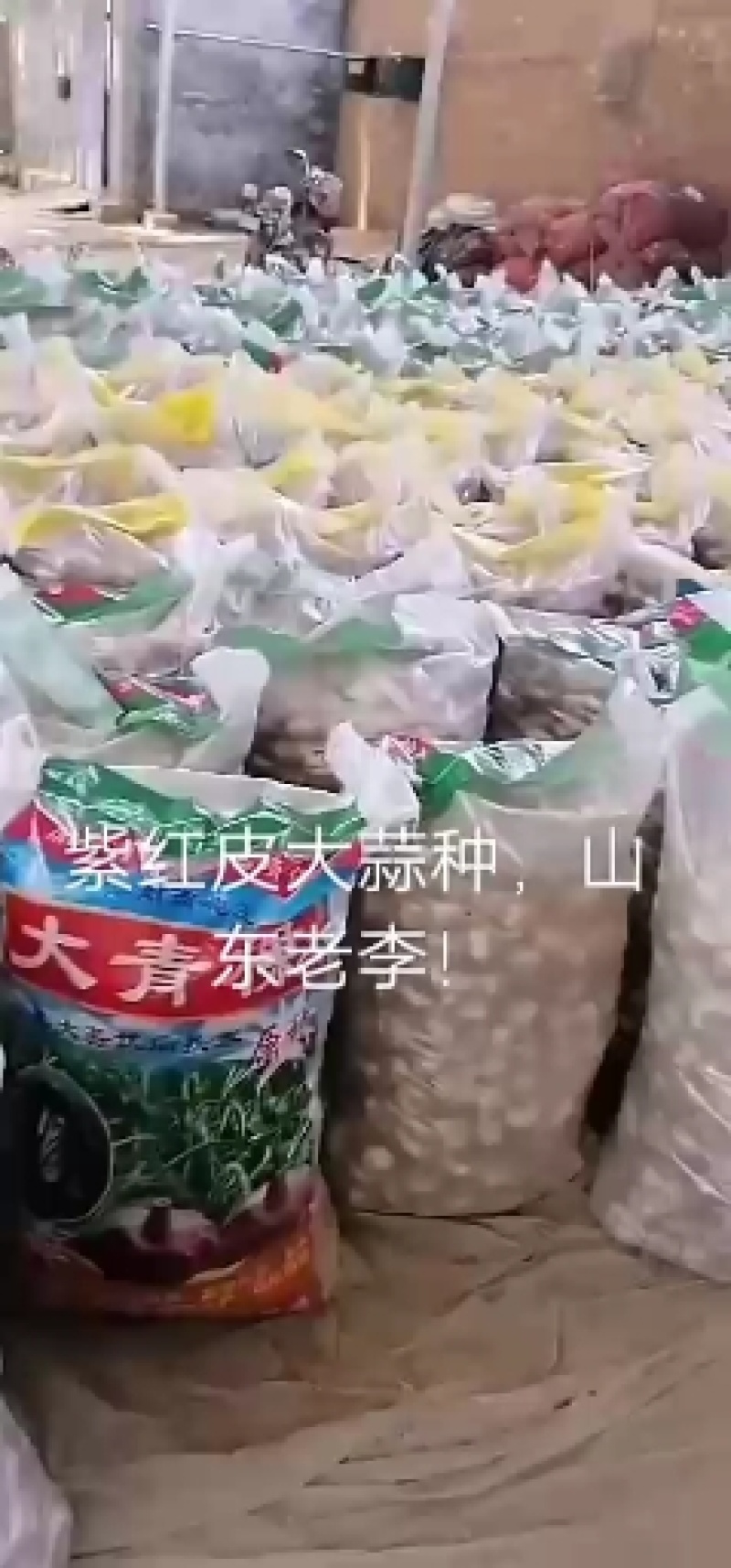 紫红皮大蒜头大蒜把大蒜种农户直接交易无中间差价山东老李！