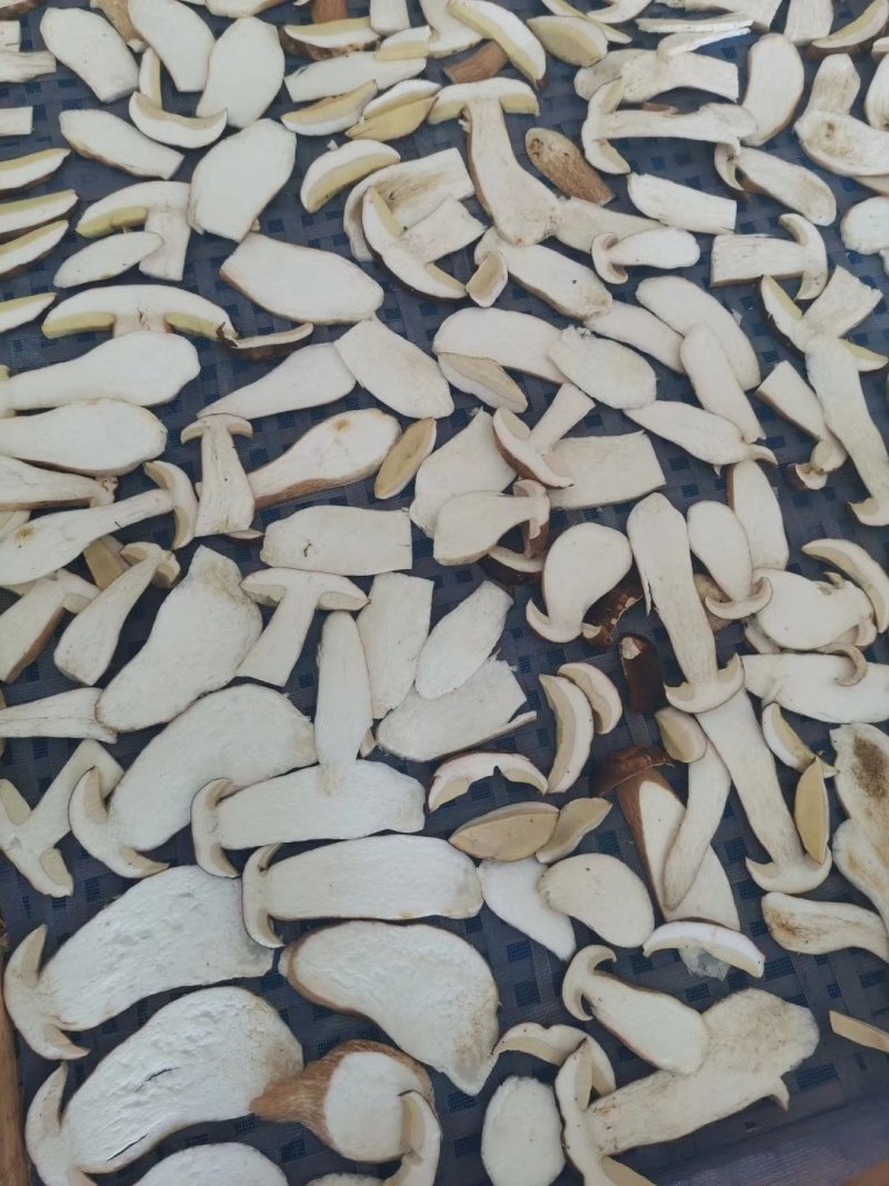 野生白牛肝菌黄牛肝菌产地直批