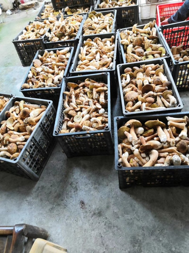 野生白牛肝菌黄牛肝菌产地直批