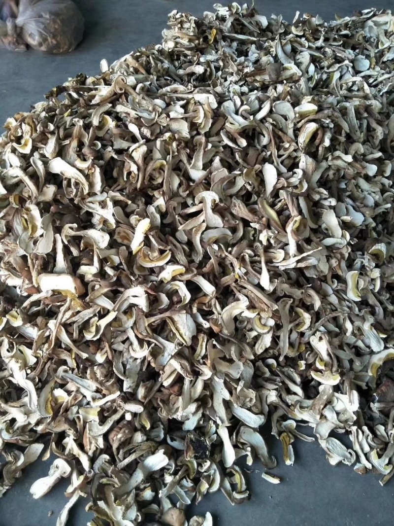 野生白牛肝菌黄牛肝菌产地直批