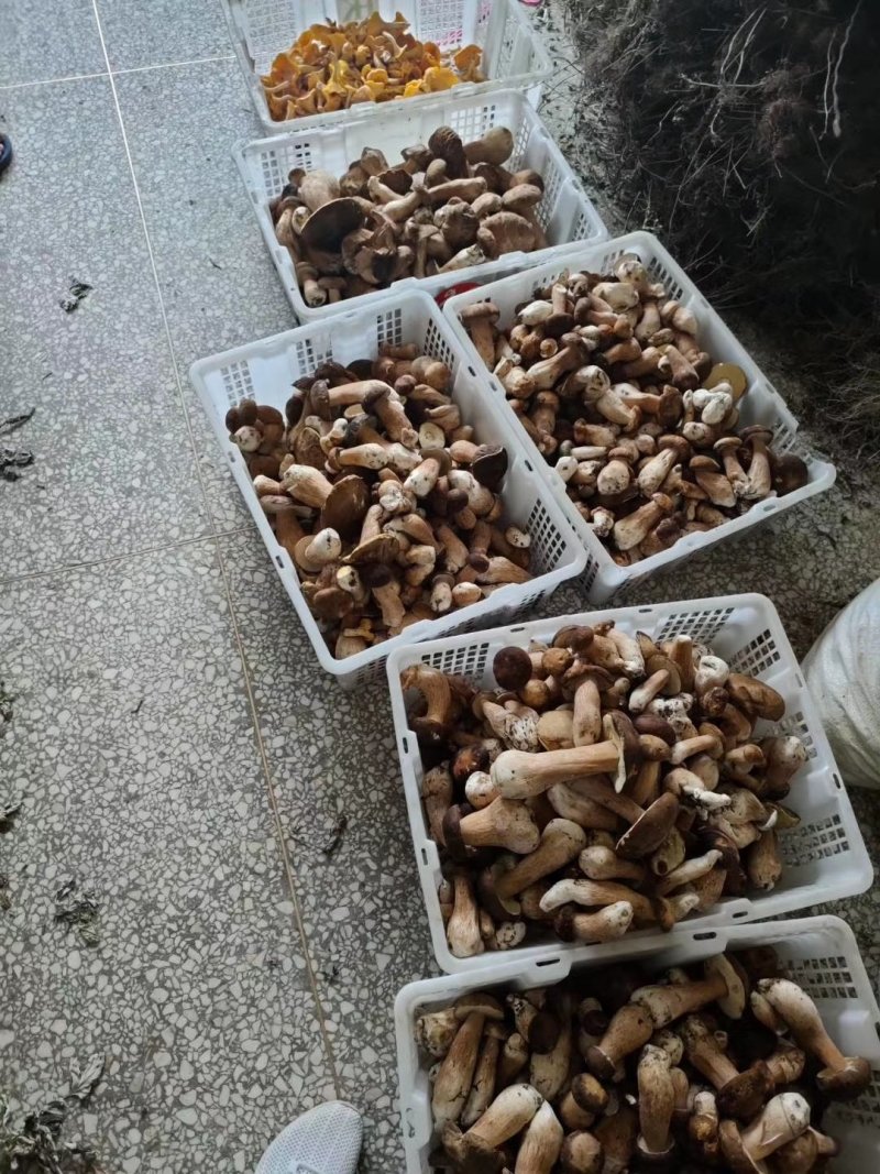 野生白牛肝菌黄牛肝菌产地直批