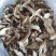 野生白牛肝菌黄牛肝菌产地直批