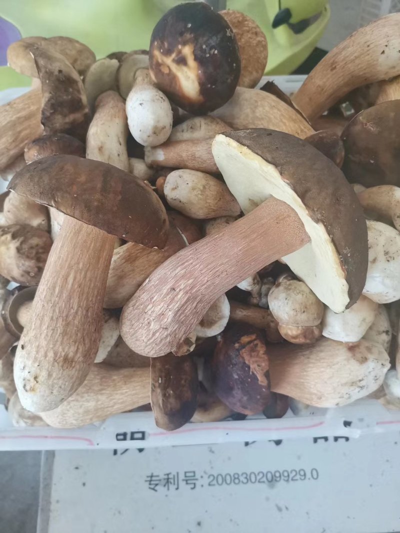 野生白牛肝菌黄牛肝菌产地直批
