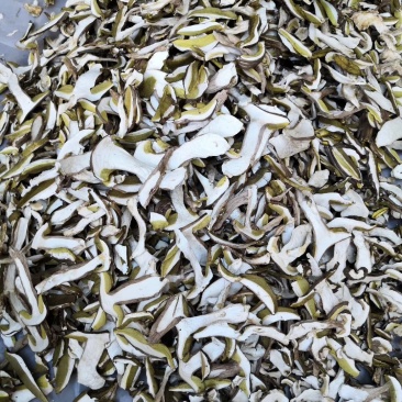 野生白牛肝菌黄牛肝菌产地直批