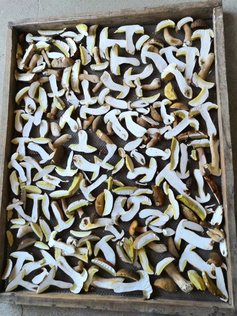 野生白牛肝菌黄牛肝菌产地直批