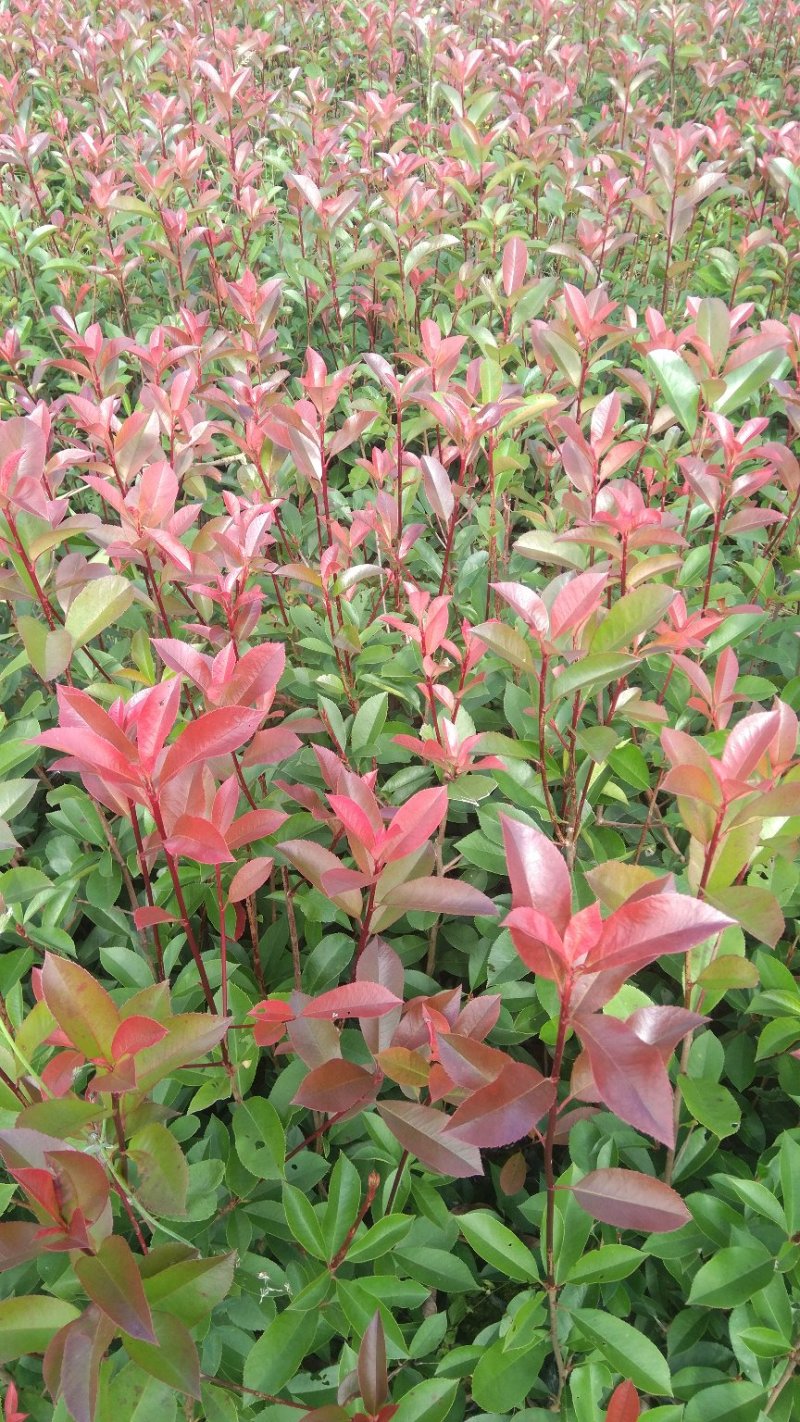 红豆杉，红叶石楠苗，红花继木苗，小叶女贞苗