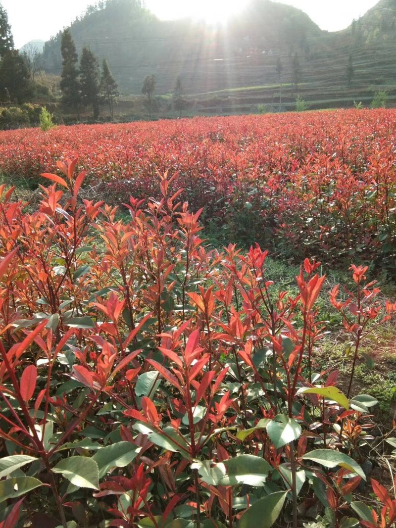 红豆杉，红叶石楠苗，红花继木苗，小叶女贞苗