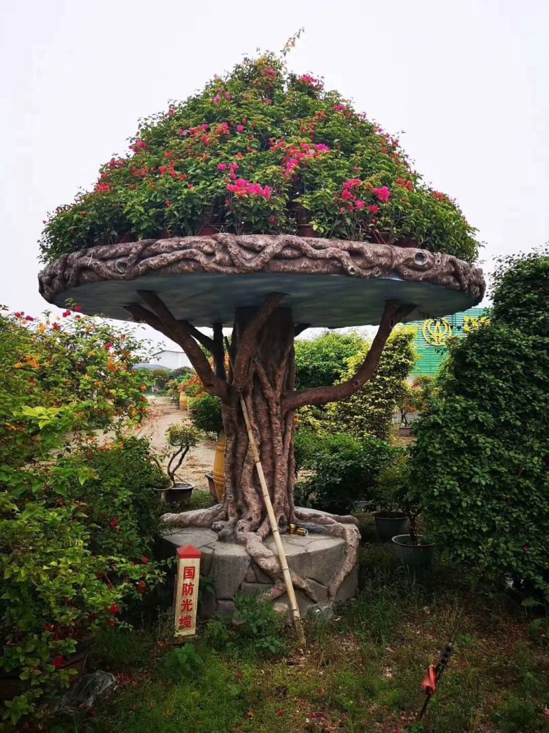 红豆杉，红叶石楠苗，红花继木苗，小叶女贞苗