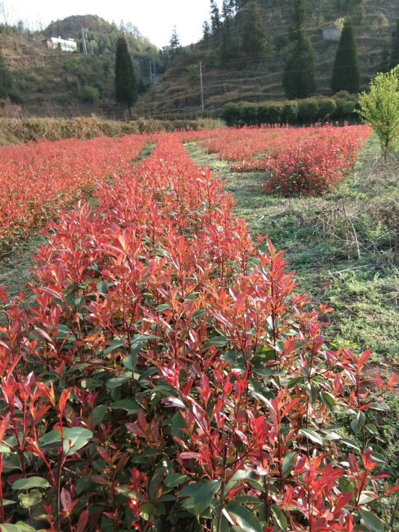 红豆杉，红叶石楠苗，红花继木苗，小叶女贞苗