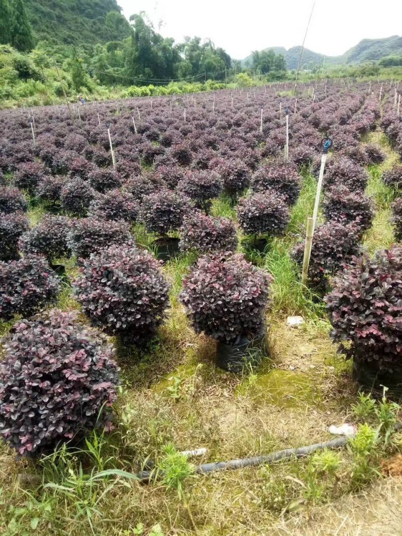 红豆杉，红叶石楠苗，红花继木苗，小叶女贞苗