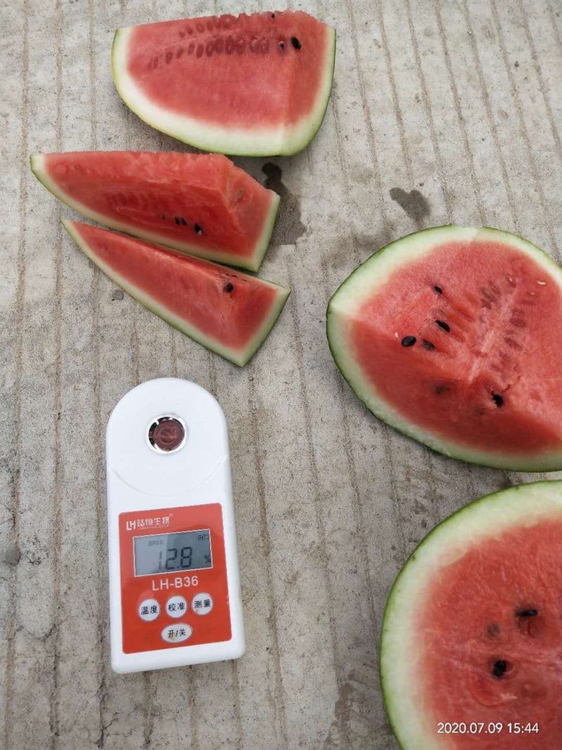 头茬精品小果型西瓜大量上市