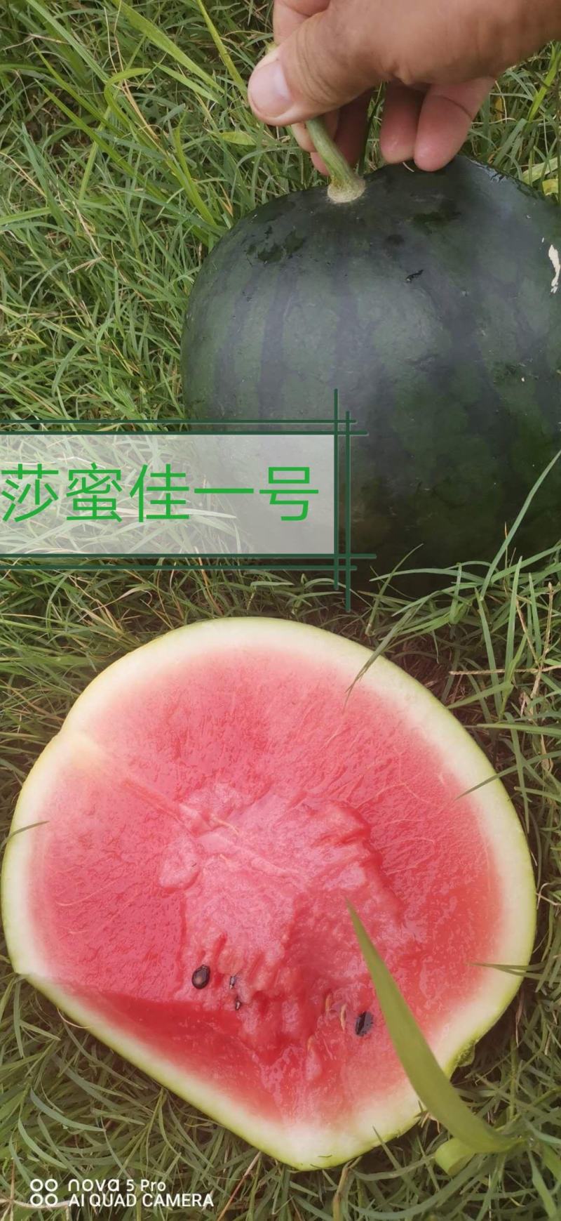 头茬精品小果型西瓜大量上市