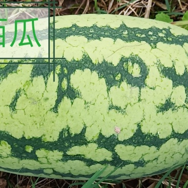 头茬精品小果型西瓜大量上市