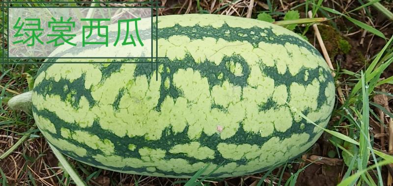 头茬精品小果型西瓜大量上市