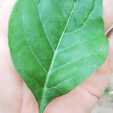 【叶用枸杞苗】四季种植蔬菜枸杞苗，全国包邮(杭州枸杞菜)