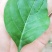 【叶用枸杞苗】四季种植蔬菜枸杞苗，全国包邮(杭州枸杞菜)
