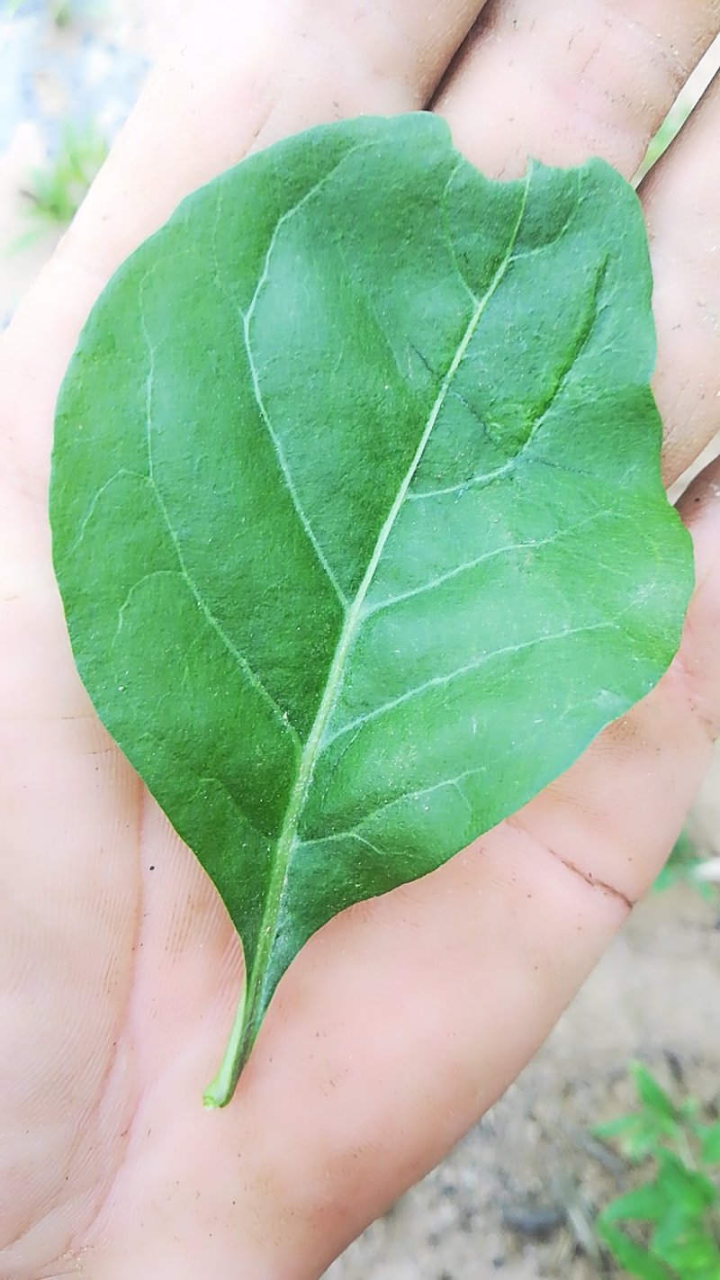【叶用枸杞苗】四季种植蔬菜枸杞苗，全国包邮(杭州枸杞菜)