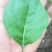 【叶用枸杞苗】四季种植蔬菜枸杞苗，全国包邮(杭州枸杞菜)
