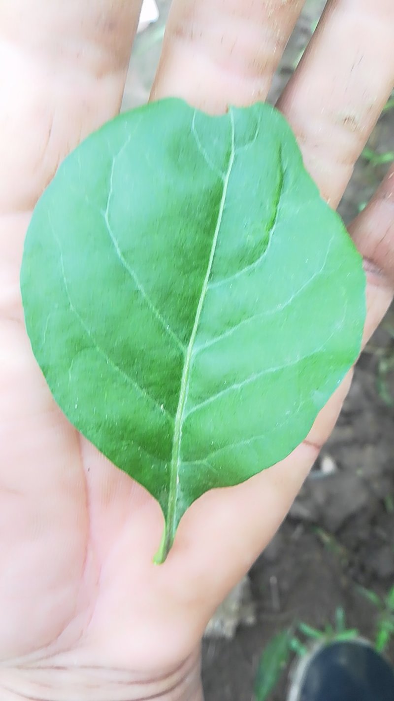 【叶用枸杞苗】四季种植蔬菜枸杞苗，全国包邮(杭州枸杞菜)