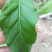 【叶用枸杞苗】四季种植蔬菜枸杞苗，全国包邮(杭州枸杞菜)