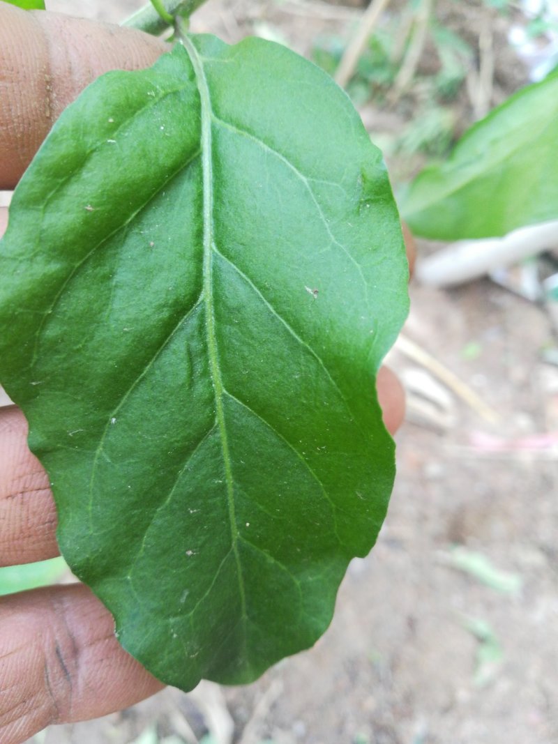【叶用枸杞苗】四季种植蔬菜枸杞苗，全国包邮(杭州枸杞菜)