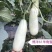 滑县万亩博洋甜瓜博洋61甜瓜大量上质量保证量大从优