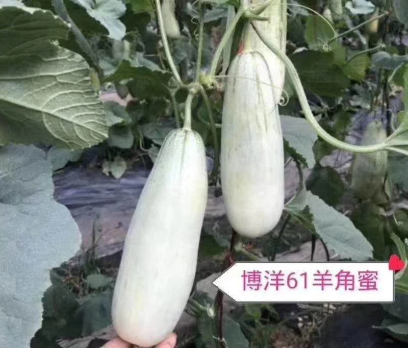 滑县万亩博洋甜瓜博洋61甜瓜大量上质量保证量大从优