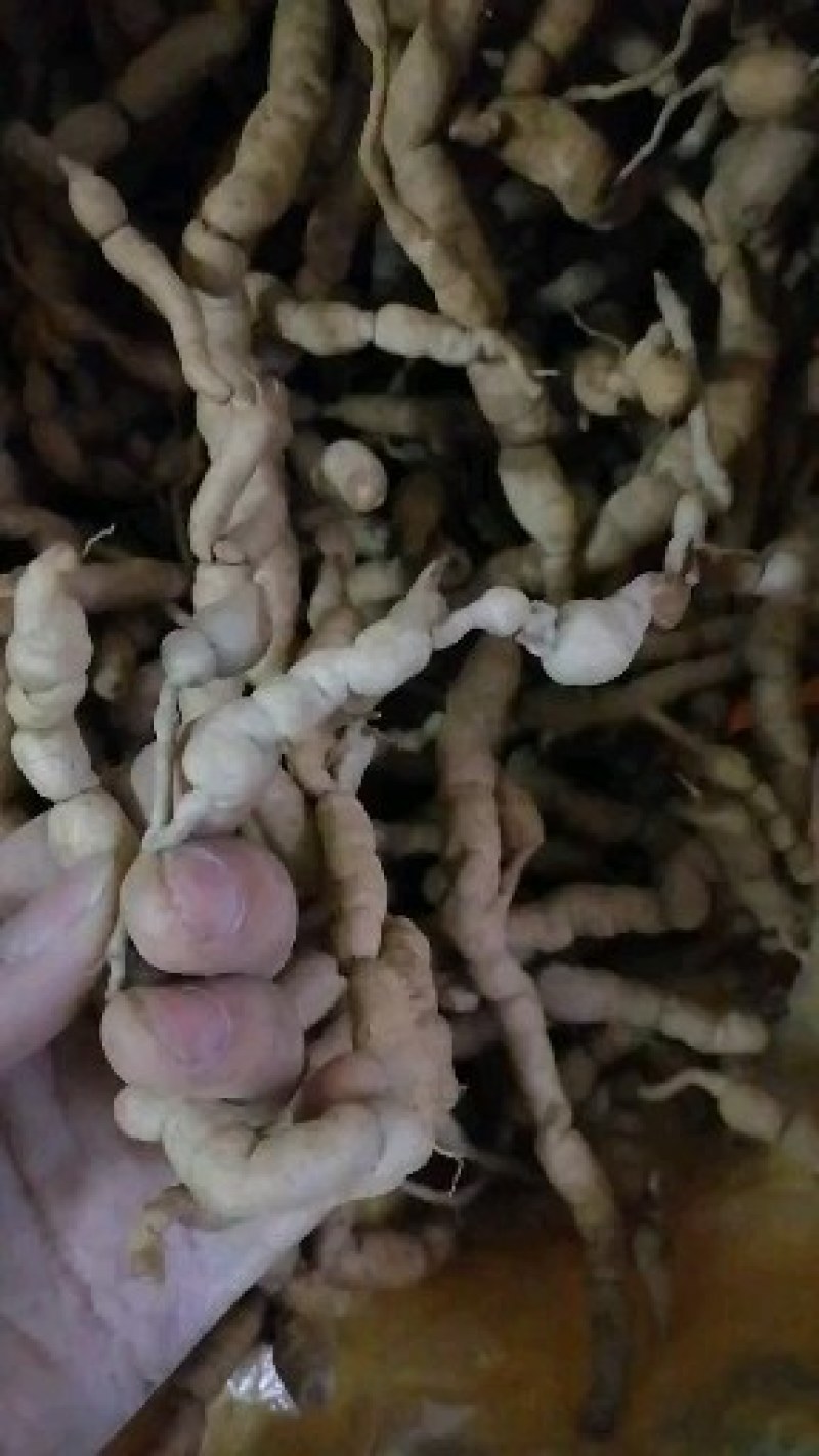 巴戟天要泡酒煲汤选他不会错
