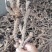 石菖蒲全国各地长年收购中