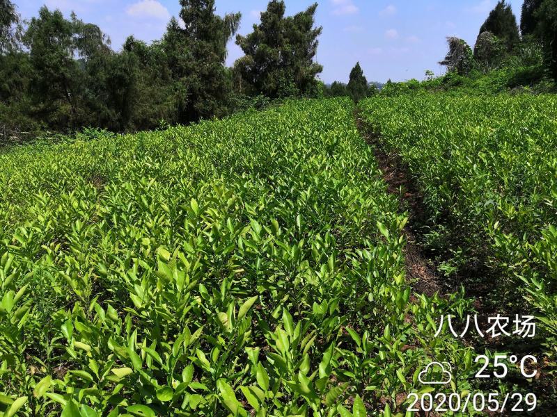 酸柚苗嫁接各种蜜柚泰国红宝石青柚甜葡萄柚西柚桔柚优良占木