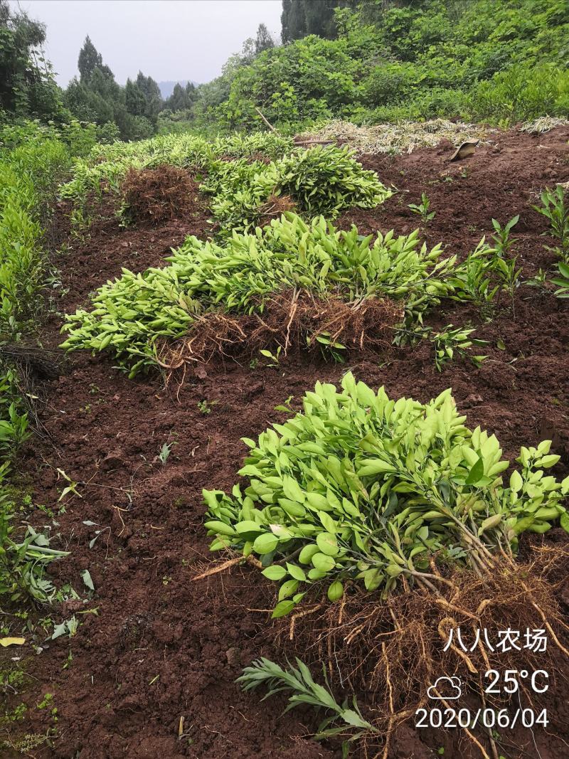 酸柚苗嫁接各种蜜柚泰国红宝石青柚甜葡萄柚西柚桔柚优良占木