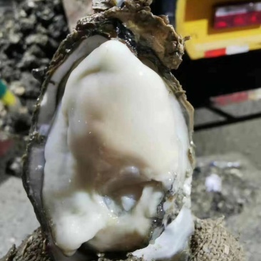 湛江蚝一件起发丶深圳代理商