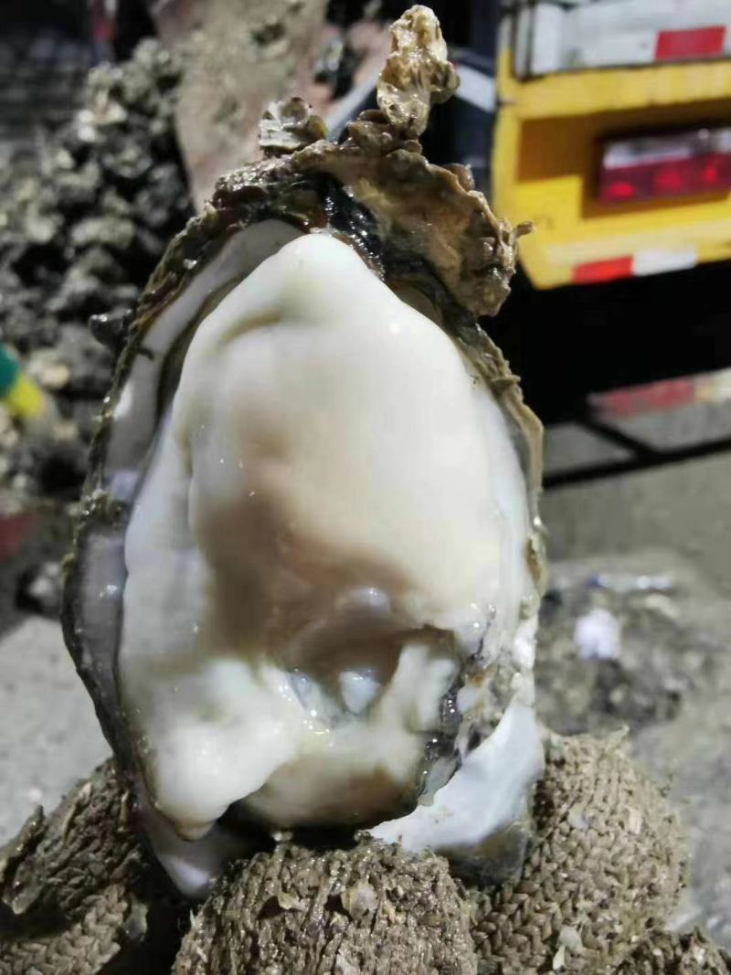湛江蚝一件起发丶深圳代理商