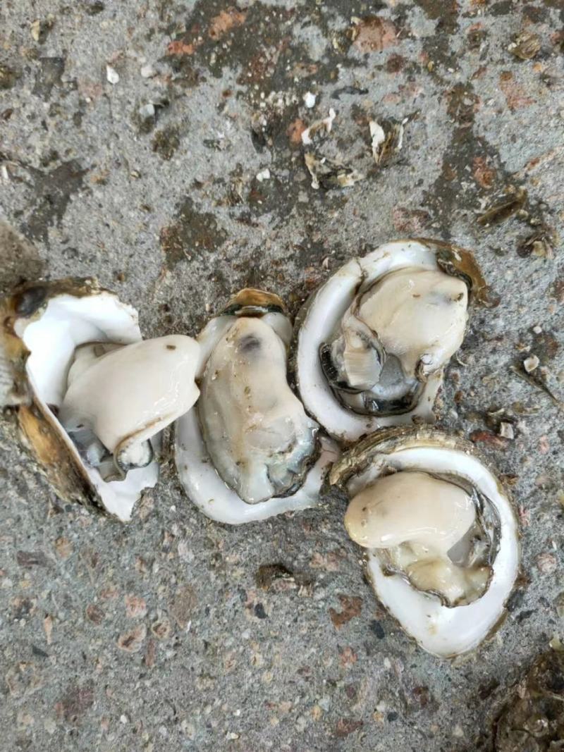 湛江蚝一件起发丶深圳代理商