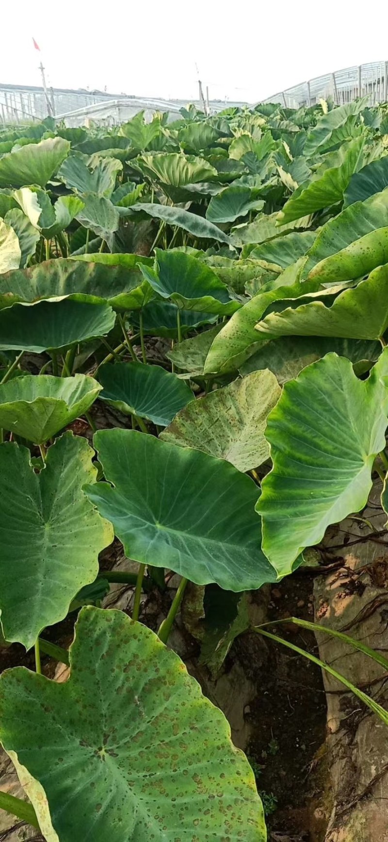 山东优质芋头种植基地，批发市场，现已大量上市