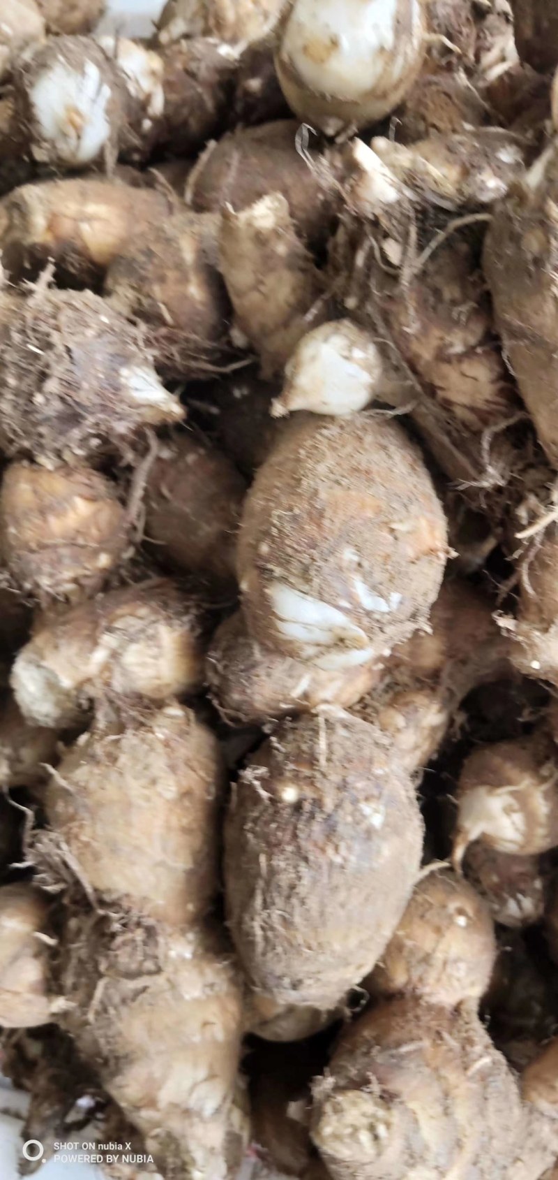 山东优质芋头种植基地，批发市场，现已大量上市