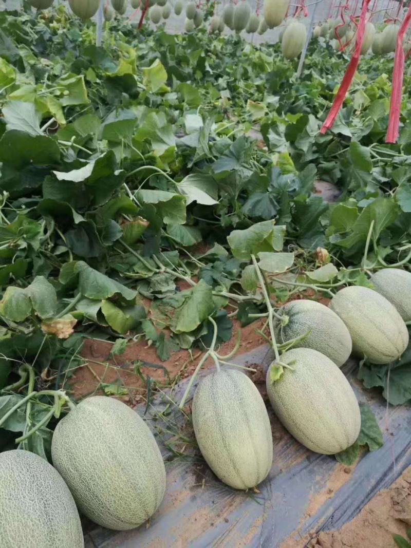 滑县万亩晓蜜25号哈密瓜果肉细腻西州蜜瓜大量供支持一件