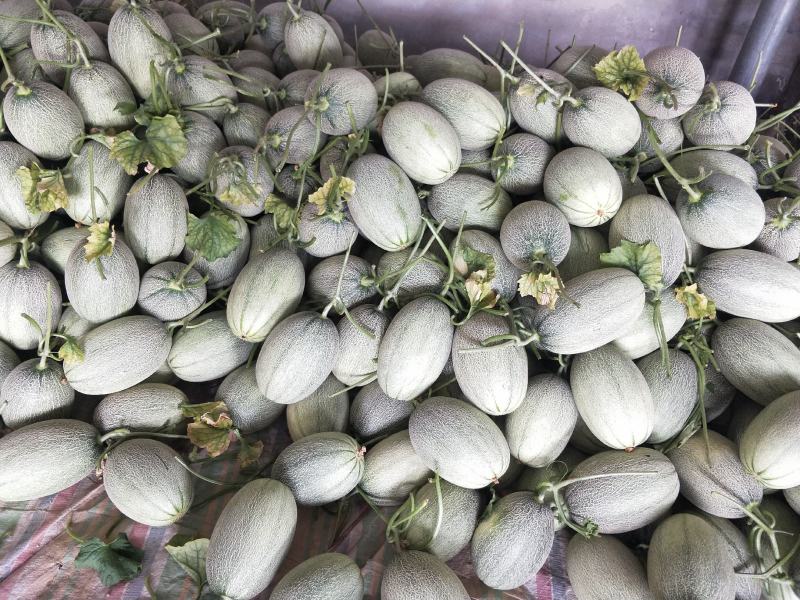 滑县万亩晓蜜25号哈密瓜果肉细腻西州蜜瓜大量供支持一件