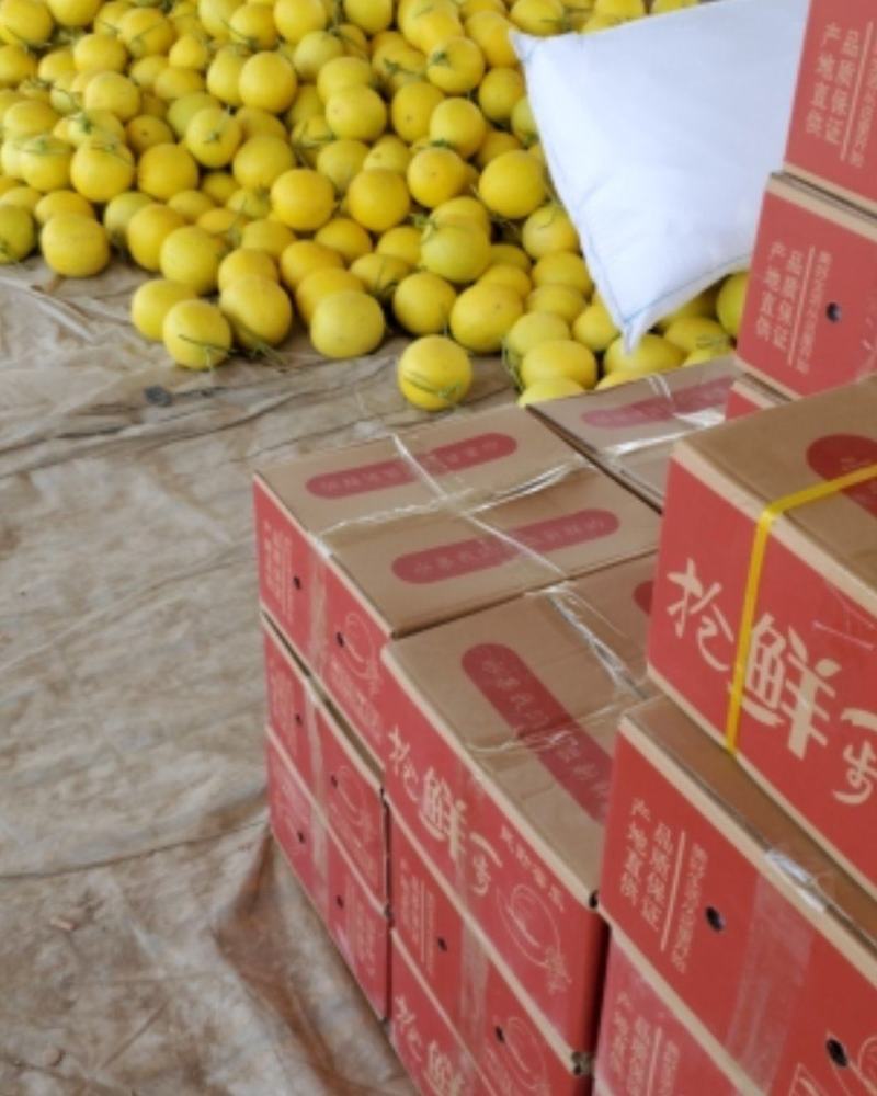 民勤县蜜瓜西州蜜金红宝大量走货中