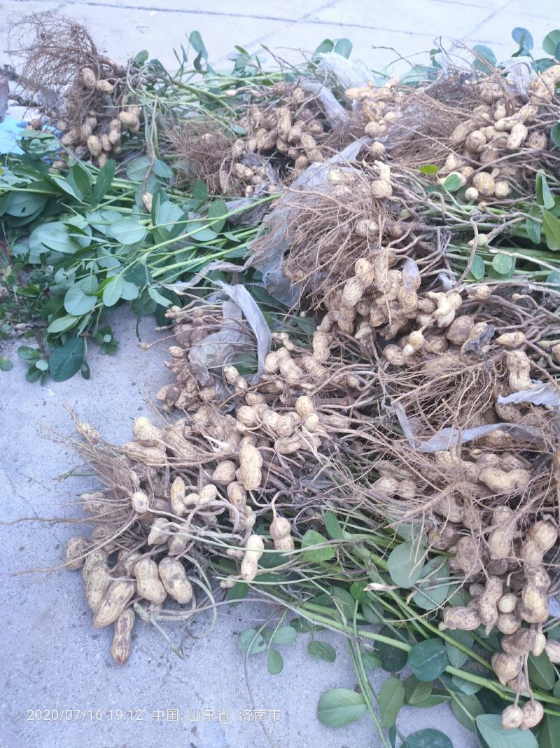 现摘现卖，新鲜好花生，饱满度高，性价比强