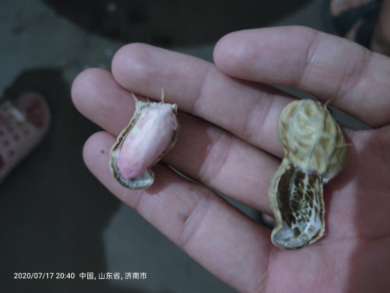 现摘现卖，新鲜好花生，饱满度高，性价比强